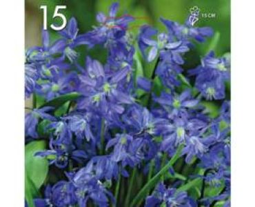 Синчец (Scilla Siberica)